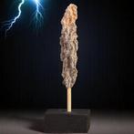 Échantillon de zoologie naturelle extrêmement rare - Énergie, Nieuw