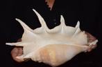 Zeeslak Zeeschelp - M-973 LAMBIS TRUNCATA, Nieuw