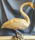 Whooper Swan - vintage montuur - Taxidermie volledige, Nieuw