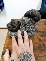 Trilobiet - Gefossiliseerd dier - Droptops megalomanicus -, Verzamelen, Mineralen en Fossielen