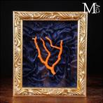 Prachtige rode koraal tak - Oorspronkelijke Sardijnse koraal, Verzamelen