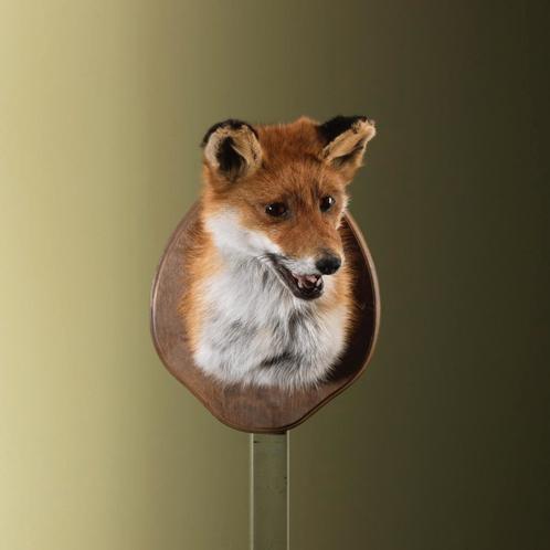 Vos Taxidermie Opgezette Dieren By Max, Verzamelen, Dierenverzamelingen, Opgezet dier, Nieuw, Wild dier, Ophalen of Verzenden