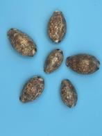 Gastropode Zeeschelp - Cyprae arabica (Zonder minimumprijs), Nieuw