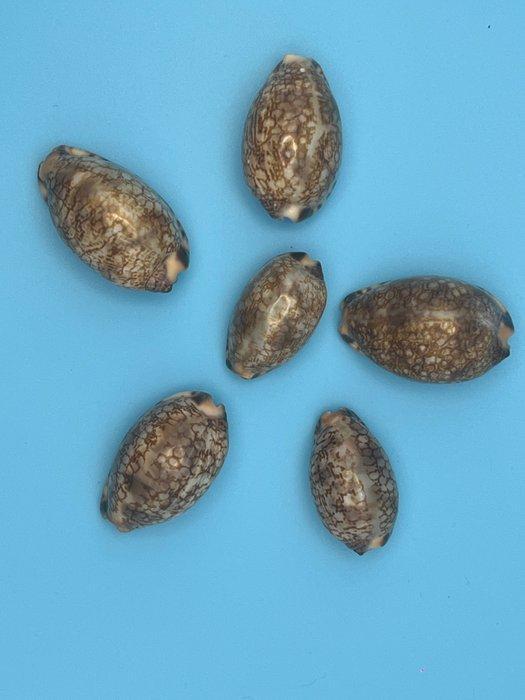 Gastropode Zeeschelp - Cyprae arabica (Zonder minimumprijs), Verzamelen, Dierenverzamelingen