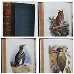 W. Swaysland - Familiar Wild Birds (First and Second Series, Antiquités & Art, Antiquités | Livres & Manuscrits