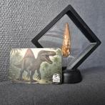 Dinosaurus Tand - Spinosaurus Aegyptiacus - 10 mm - 10 mm -