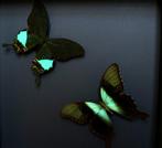 Papillon Support de corps entier pour taxidermie - Papilio