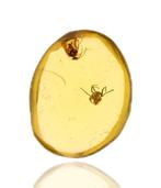 Ambre de Birmanie - Cabochon fossilisé - with a Detailed