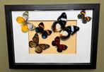 Vlinders in Lijst Taxidermie Opgezette Dieren By Max, Opgezet dier, Ophalen of Verzenden