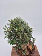 Olijfbonsai (Olea sylvestris) - Collectiestuk - Hoogte, Antiek en Kunst