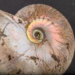 Uitgestorven schelp - Regenboog ammoniet - Raimbow