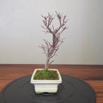 Acer palmatum deshojyo - Hoogte (boom): 27 cm - Diepte
