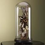 Vlinders in Stolp Taxidermie Opgezette Dieren By Max, Verzamelen, Ophalen of Verzenden, Nieuw, Insect, Opgezet dier