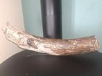 Wolharige mammoet - Gefossiliseerde slagtand - 54 cm - 9 cm