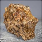 Zeldzame fossielen ammoniet-mamites nodosoïdes met