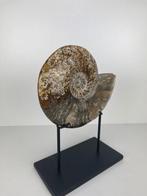 Fossiel - Gefossiliseerde schelp - Cleoniceras - 15 cm