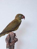 halsbandparkiet Taxidermie volledige montage - Psittacula, Nieuw
