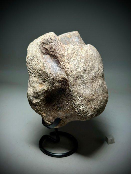 Zeldzame zware titanosaure wervel op elegante presentatie -, Verzamelen, Mineralen en Fossielen