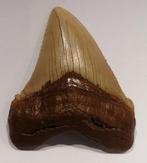 Haai - Fossiele tand - 5.6 cm - 4.3 cm, Verzamelen