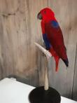 Eclectus Parrot - adult female - with closed ring - -