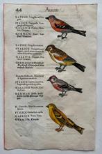 Conrad Gesner - Vogelbuch - 1600