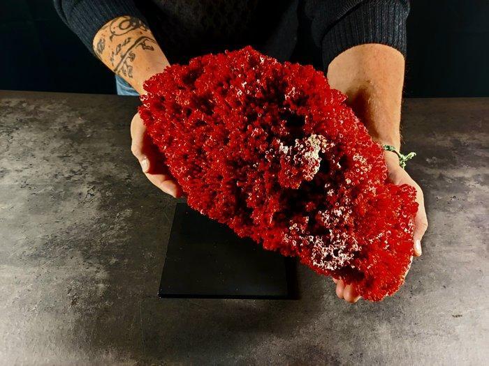 Spectacular natural red coral Taxidermie volledige montage -, Verzamelen, Dierenverzamelingen