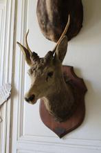 Jachttrofee, Verzamelen, Dierenverzamelingen, Nieuw