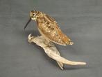 Houtsnip Taxidermie volledige montage - Woodcock Scolopax, Verzamelen, Nieuw