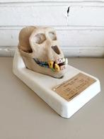 Lesmateriaal - Dierenkoppen - Gibbon en konijn - 1950-1960
