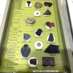 Collection mixte de fossiles (incluant ammonite, trilobite,