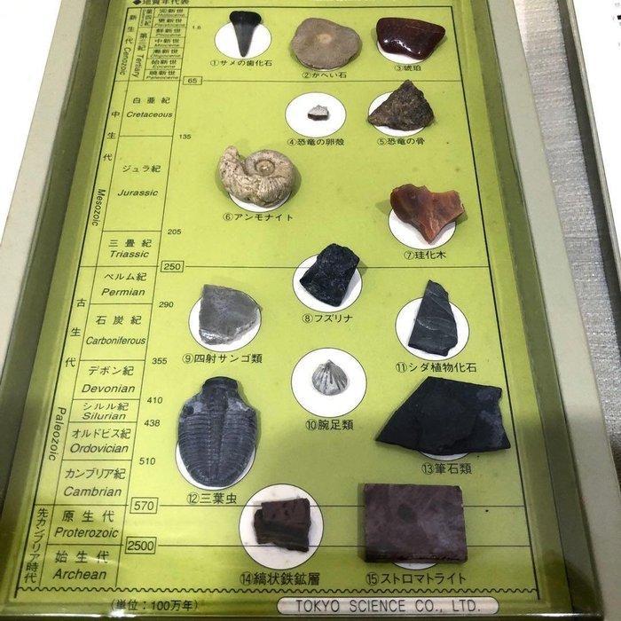 Collection mixte de fossiles (incluant ammonite, trilobite,, Antiquités & Art, Curiosités & Brocante