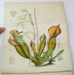 Joseph Dalton Hooker - Curtiss Botanical Magazine
