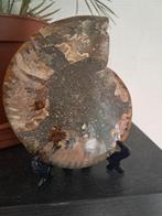 Ammoniet - Gefossiliseerd dier - Aioloceras (Cleoniceras), Verzamelen