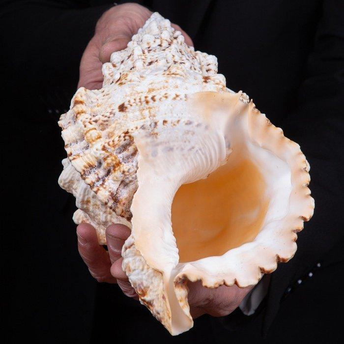 Reuzengnoejeidslak - waardevolle zeeschelp - Zeeschelp -, Verzamelen, Mineralen en Fossielen