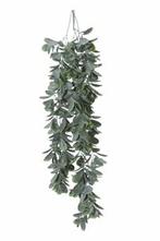 Schefflera hangplant header Super mooi, Nieuw