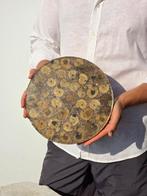 Ammoniet - Gefossiliseerde schelp - Aioloceras (Cleoniceras), Verzamelen, Mineralen en Fossielen