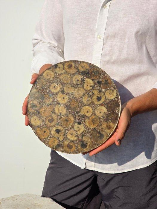 Ammoniet - Gefossiliseerde schelp - Aioloceras (Cleoniceras), Verzamelen, Mineralen en Fossielen