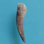 Reptile marin - Dent fossile - Plesiosaurus sp. - 50 mm - 10
