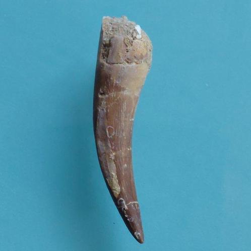 Reptile marin - Dent fossile - Plesiosaurus sp. - 50 mm - 10, Verzamelen, Mineralen en Fossielen