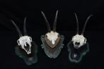 Chamois -skull Schedel - Rupicapra rupicapra - 0 cm - 0 cm -, Verzamelen, Nieuw
