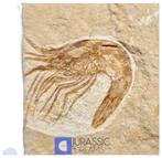 Mooi bewaard fossiele garnalen Carpopenaeus - Krijtperiode