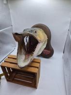 Snoek Taxidermie volledige montage - Esox lucius - 24 cm -