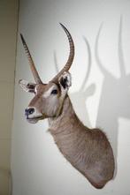 Waterbok Taxidermie wandmontage - Kobus ellipsiprymnus - 50, Verzamelen, Dierenverzamelingen, Nieuw