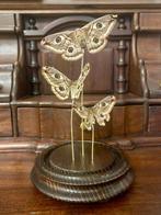 Papillon de nuit Support de corps entier pour taxidermie -