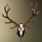 Edelhert Gewei Taxidermie Opgezette Dieren By Max, Ophalen of Verzenden, Nieuw, Wild dier, Opgezet dier