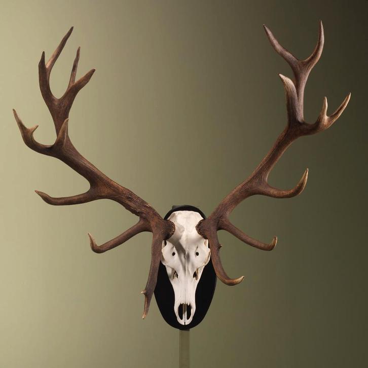 Edelhert Gewei Taxidermie Opgezette Dieren By Max, Verzamelen, Dierenverzamelingen, Opgezet dier, Nieuw, Wild dier, Ophalen of Verzenden