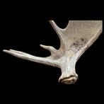 Elan irlandais Cornes - Megaloceros Giganteus - 54 cm - 75, Nieuw