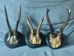 Hert Taxidermie replica montage - Capreolus capreolus - 20, Antiek en Kunst