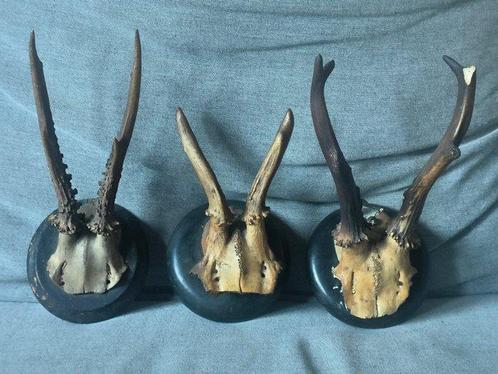 Hert Taxidermie replica montage - Capreolus capreolus - 20, Antiek en Kunst, Curiosa en Brocante