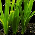 Vallisneria australis (gigantea), Dieren en Toebehoren, Nieuw, Verzenden